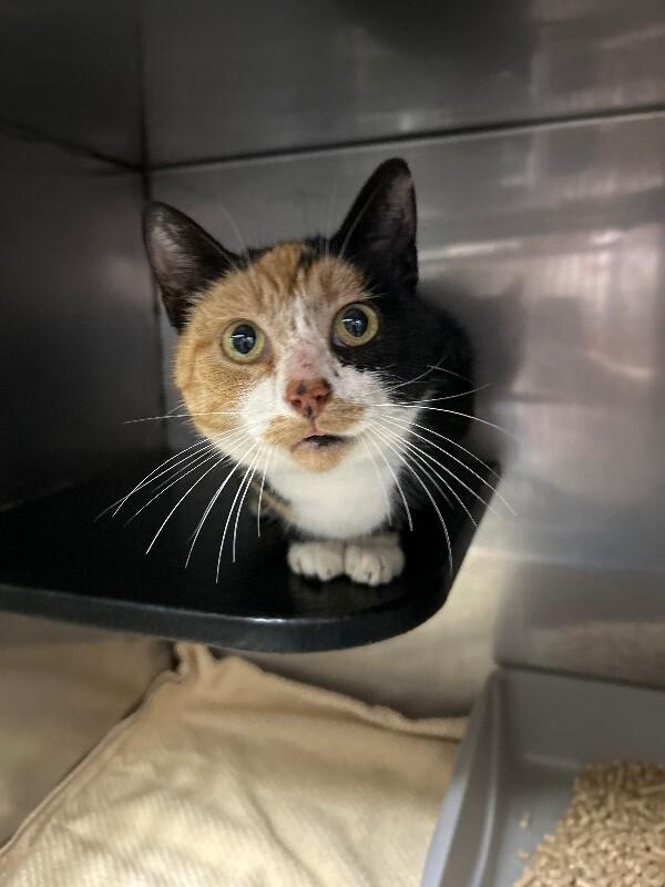 Enlarge Lavender, a Adoptable Domestic Short Hair in Burgaw, NC image 2/2