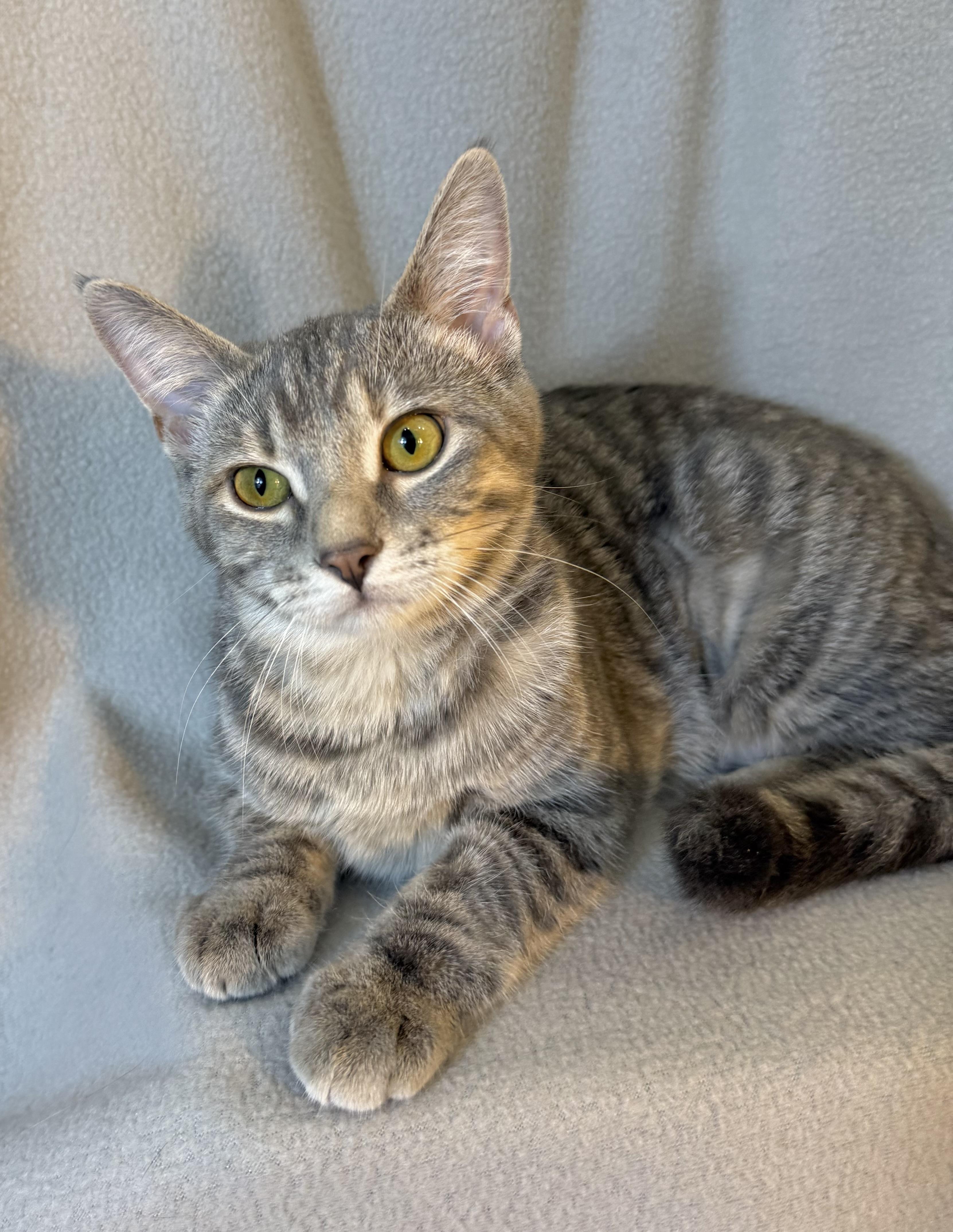 Enlarge Rhea, a Adoptable Domestic Short Hair in Minneapolis, MN image 5/6