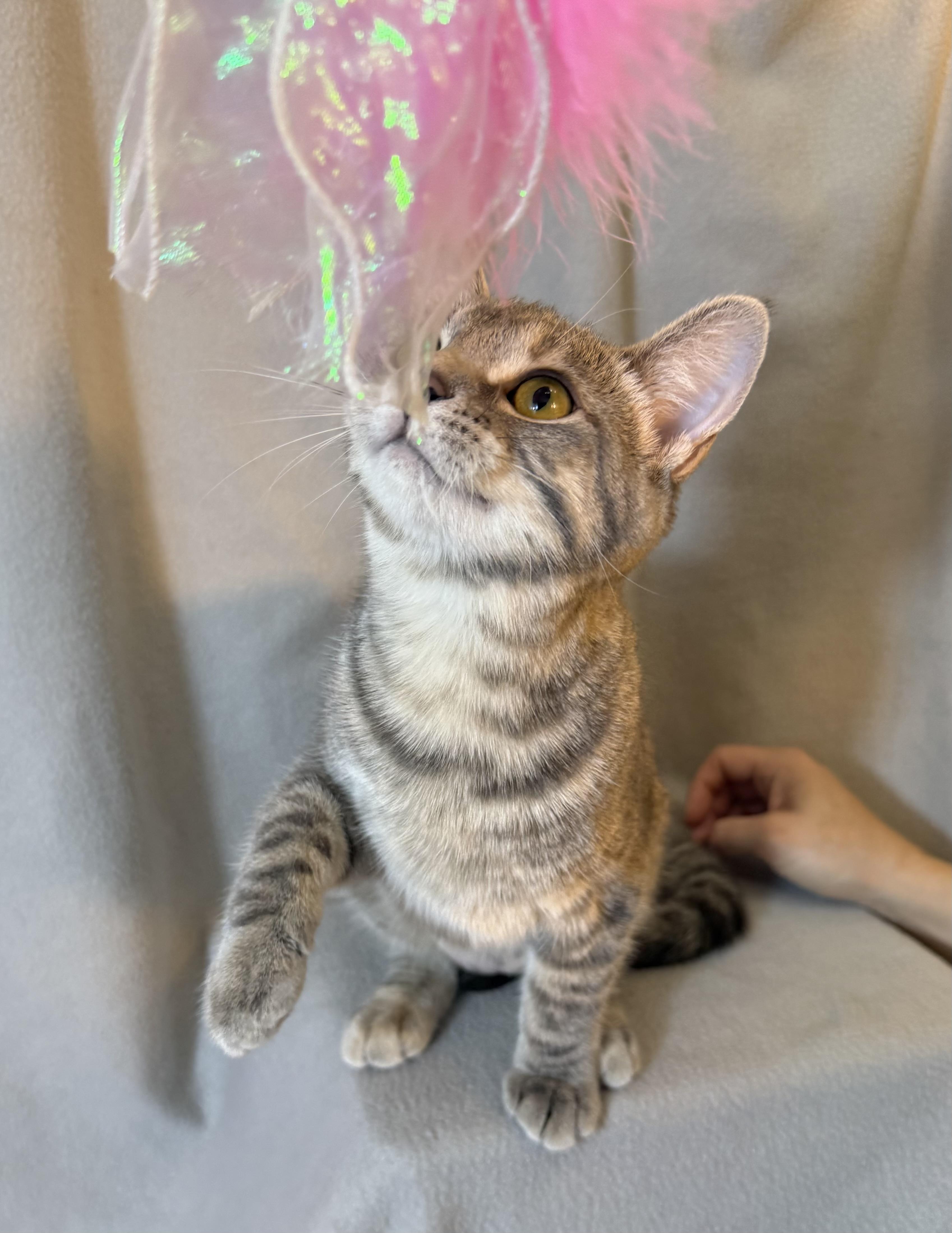 Enlarge Rhea, a Adoptable Domestic Short Hair in Minneapolis, MN image 6/6