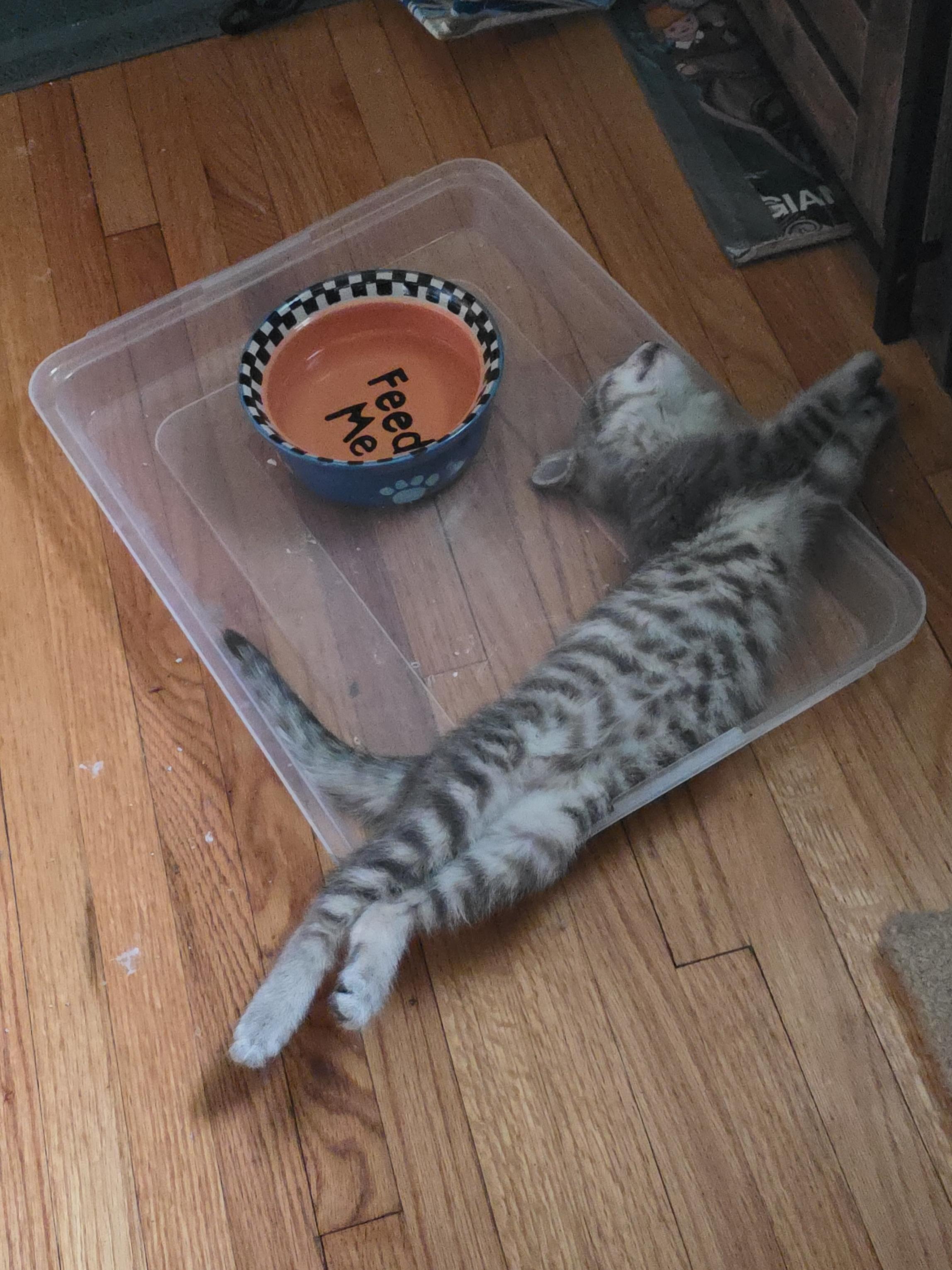 Enlarge Rhea, a ADOPTABLE Domestic Short Hair in Minneapolis, MN image 2/3
