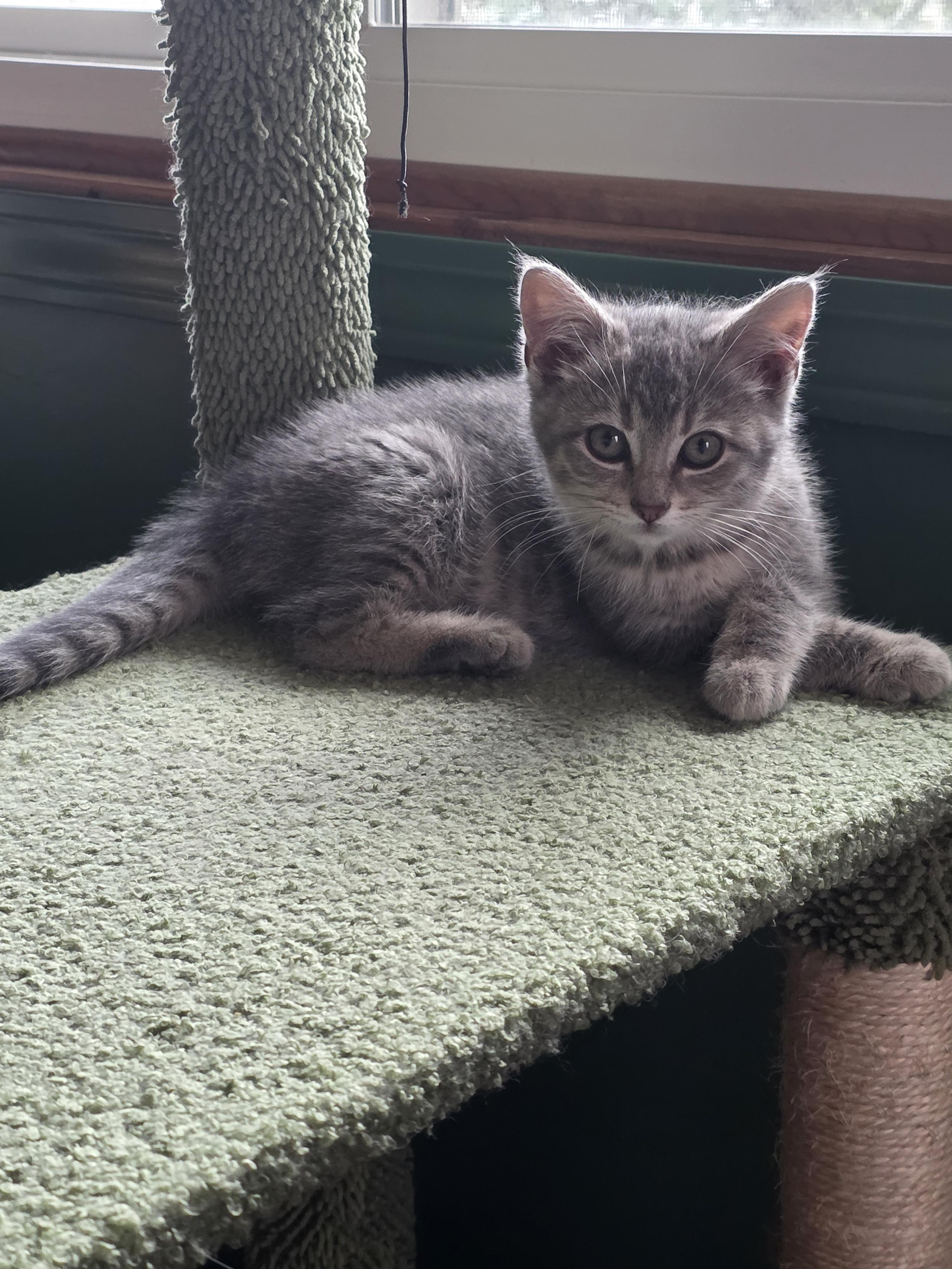 Enlarge Rhea, a ADOPTABLE Domestic Short Hair in Minneapolis, MN image 1/3