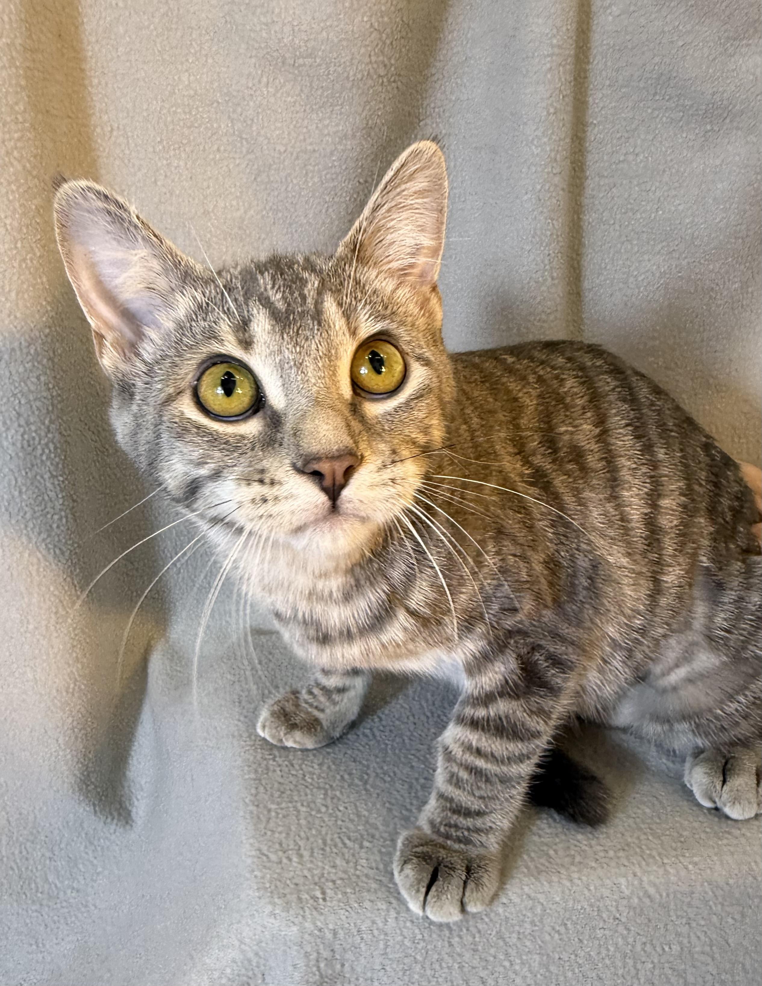 Enlarge Rhea, a Adoptable Domestic Short Hair in Minneapolis, MN image 1/6