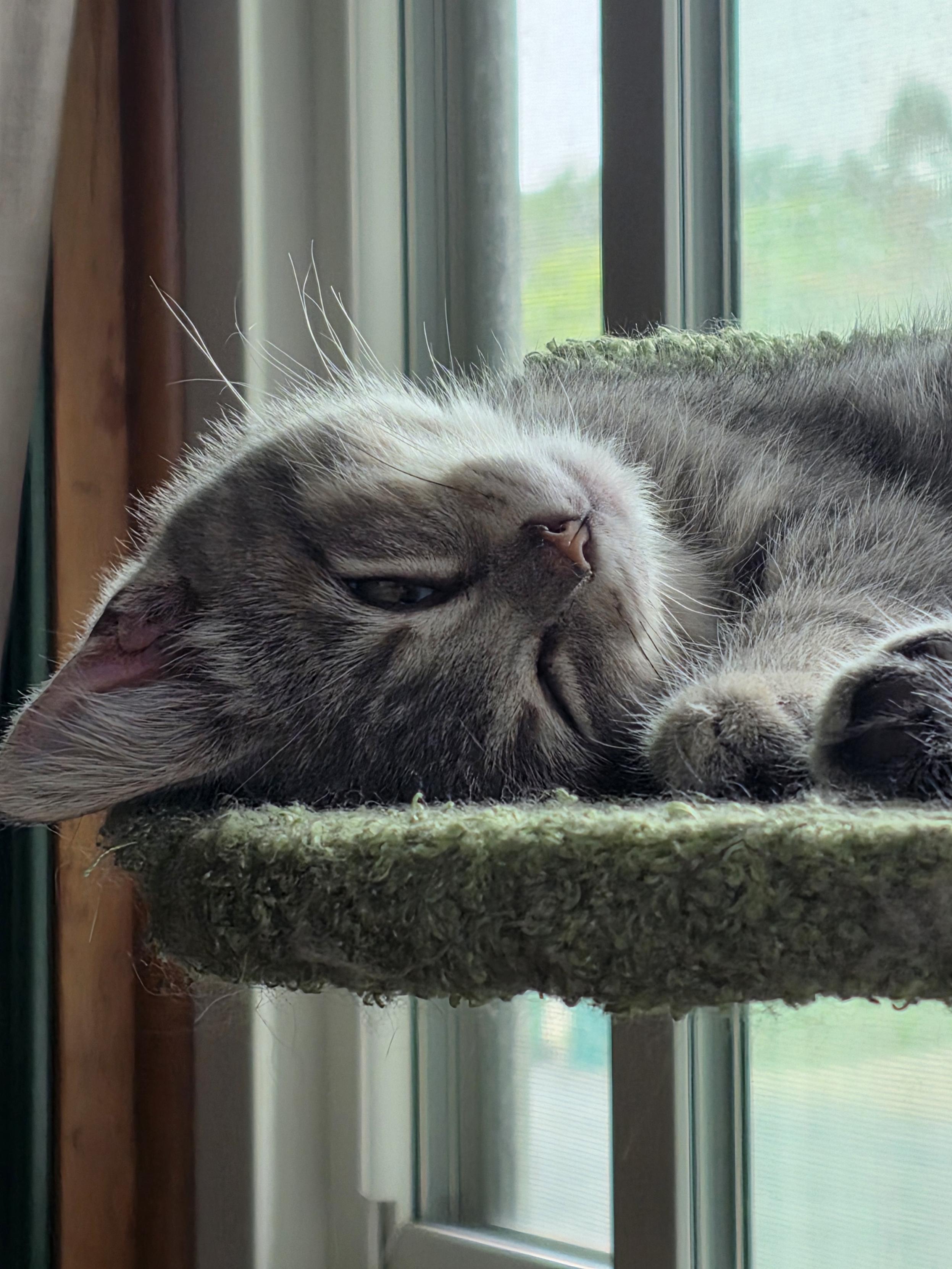 Enlarge Rhea, a ADOPTABLE Domestic Short Hair in Minneapolis, MN image 3/3