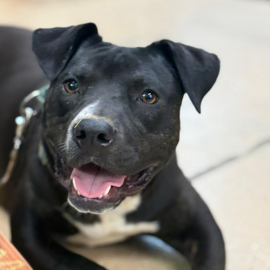 Diesel, Adoptable, Young Male American Staffordshire Terrier.