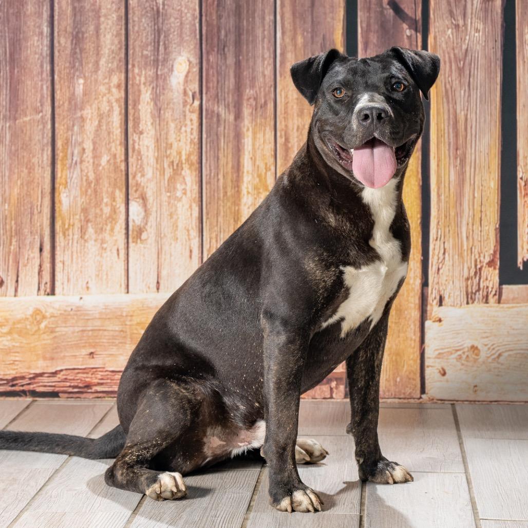 Enlarge Diesel, a Adoptable American Staffordshire Terrier in Newport, TN image 2/6