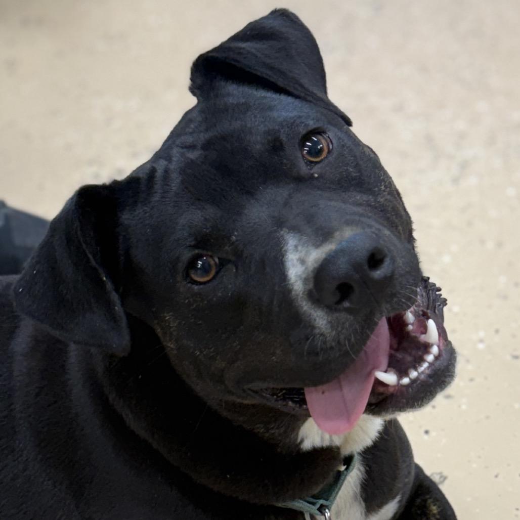 Enlarge Diesel, a Adoptable American Staffordshire Terrier in Newport, TN image 3/6