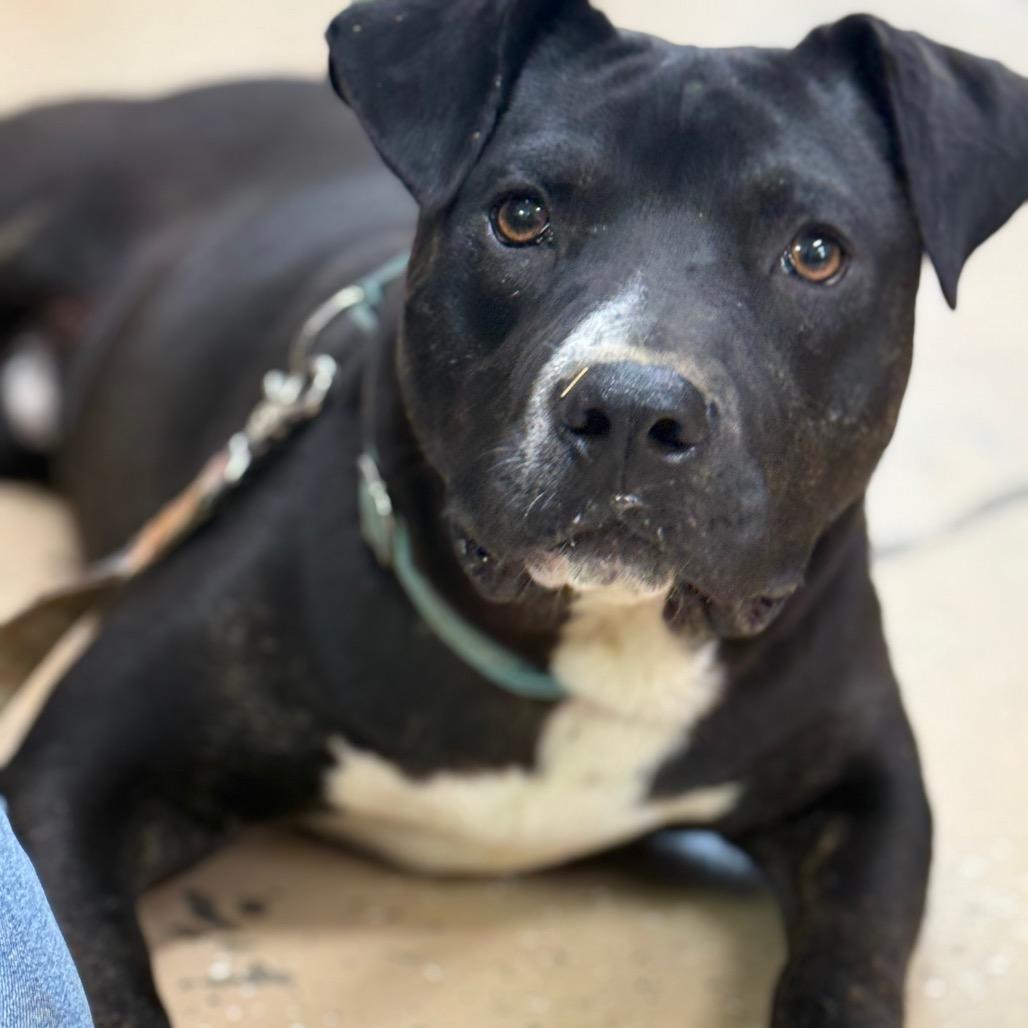 Enlarge Diesel, a Adoptable American Staffordshire Terrier in Newport, TN image 4/6