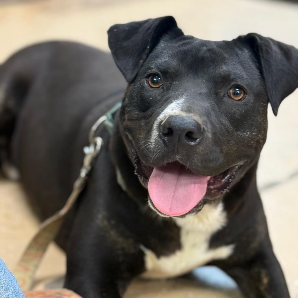 Enlarge Diesel, a Adoptable American Staffordshire Terrier in Newport, TN image 6/6