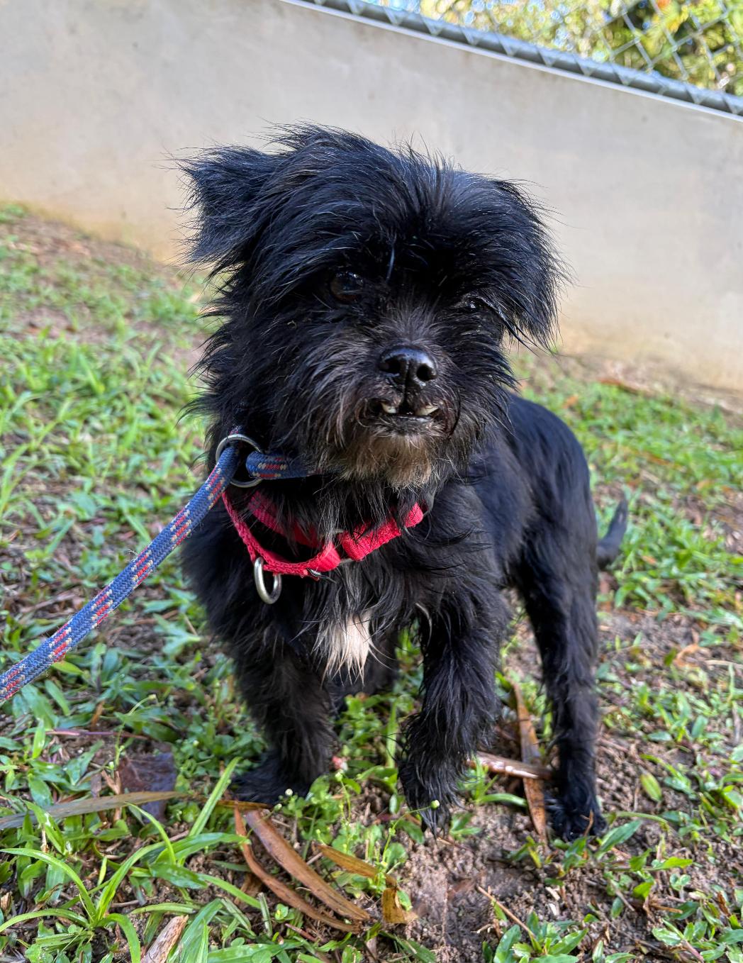 Kiara, an adopted mixed breed in Morristown, NJ image 1/4