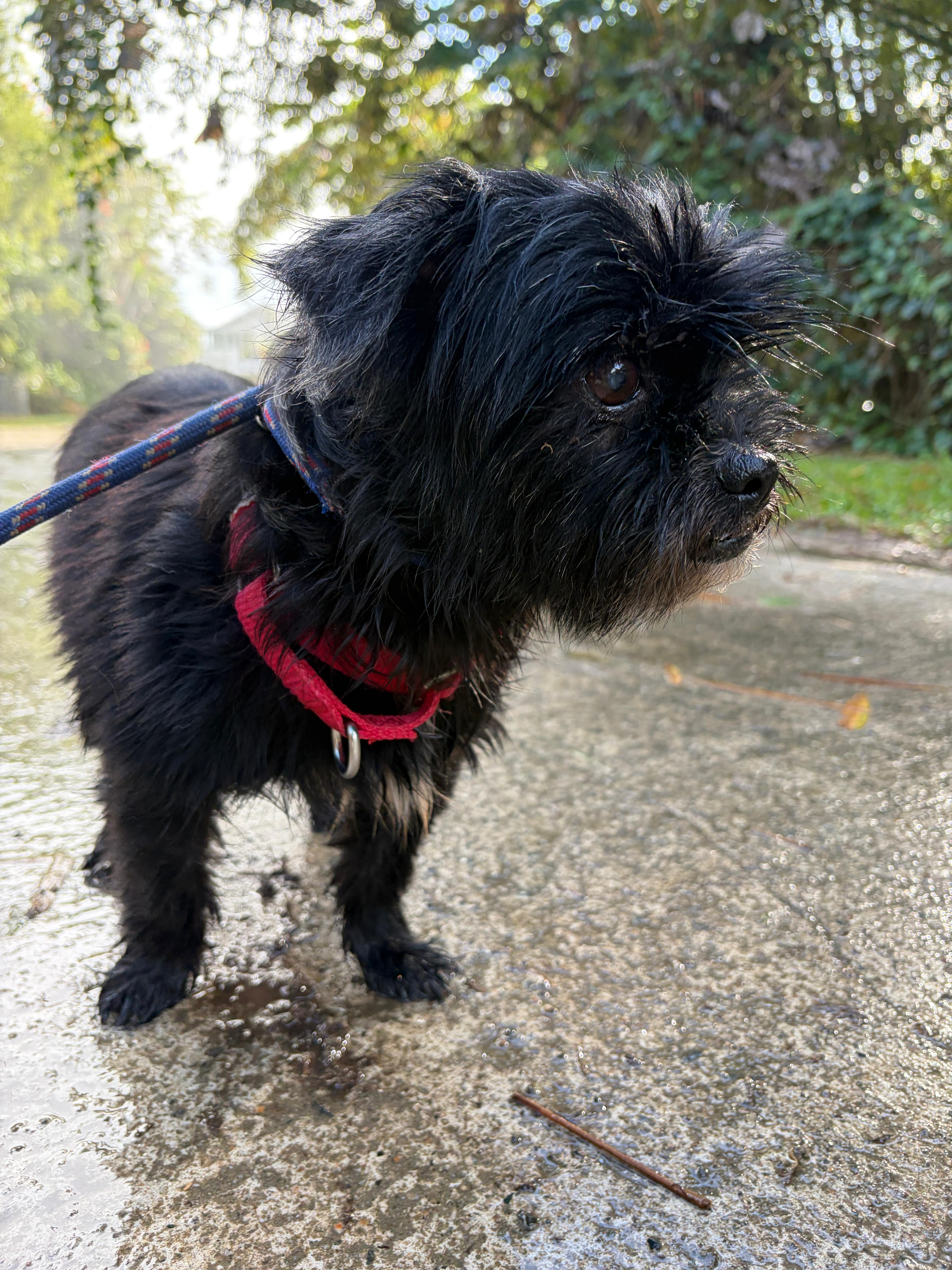 Kiara, an adopted mixed breed in Morristown, NJ image 4/4