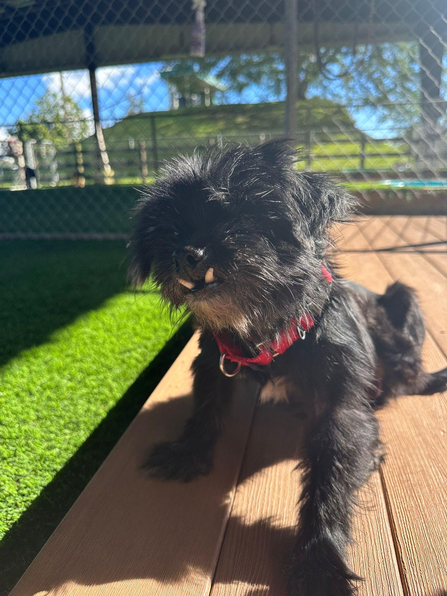 Kiara, an adopted mixed breed in Morristown, NJ image 3/4