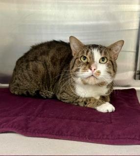 Enlarge Myles, a ADOPTABLE Domestic Short Hair in Parsippany, NJ image 2/2