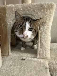 Enlarge Myles, a ADOPTABLE Domestic Short Hair in Parsippany, NJ image 1/2