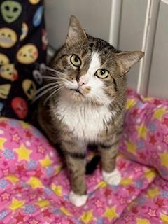 Myles, an adopted Domestic Short Hair in Parsippany, NJ image 5/5