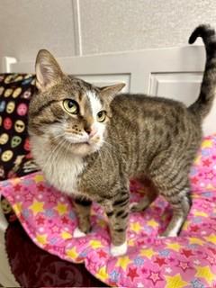 Myles, an adopted Domestic Short Hair in Parsippany, NJ image 2/5