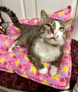Myles, an adopted Domestic Short Hair in Parsippany, NJ image 1/5
