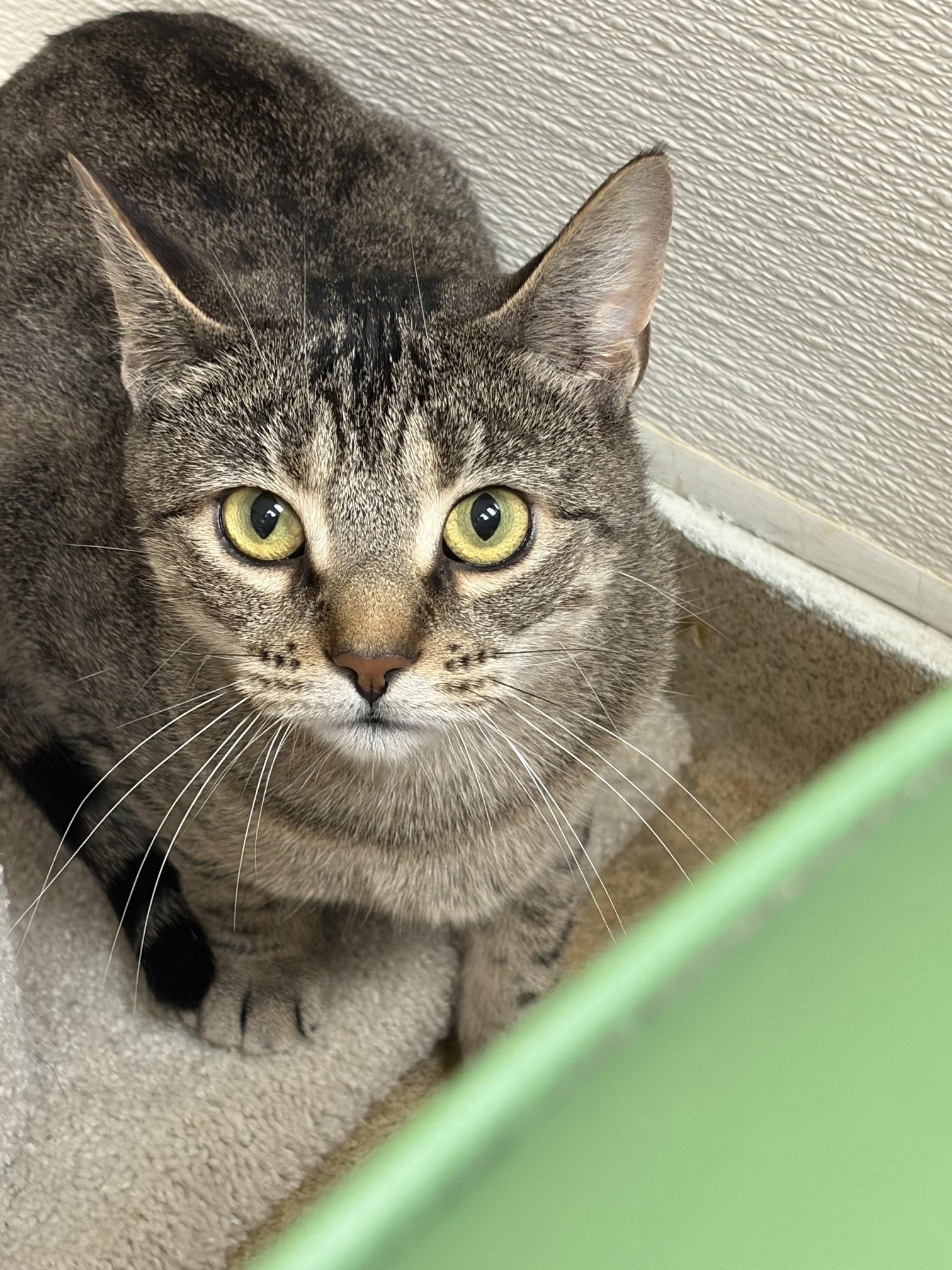 Wren, Adopted, Young Female Domestic Short Hair.