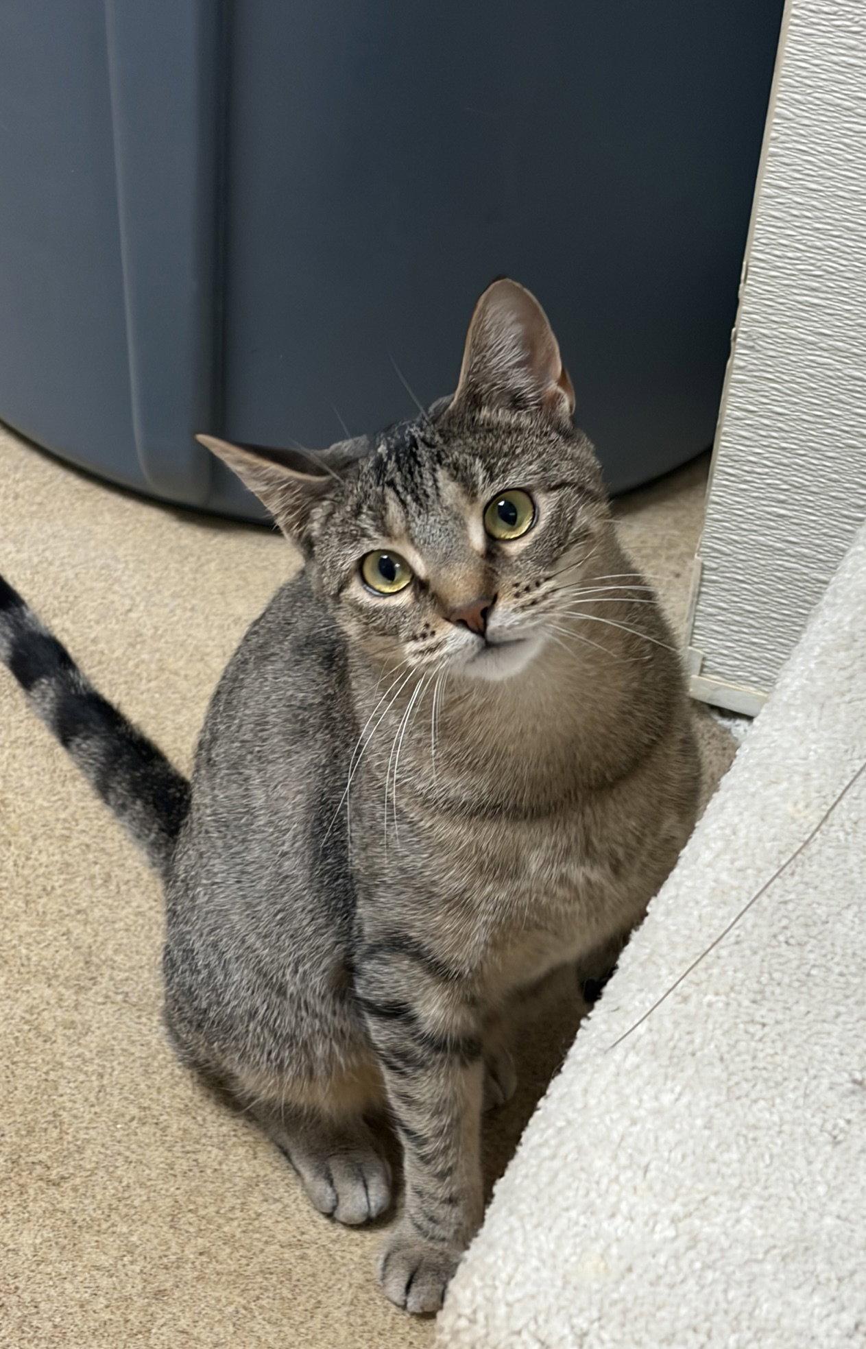 Wren, a Adopted Domestic Short Hair in Brick, NJ image 2/2