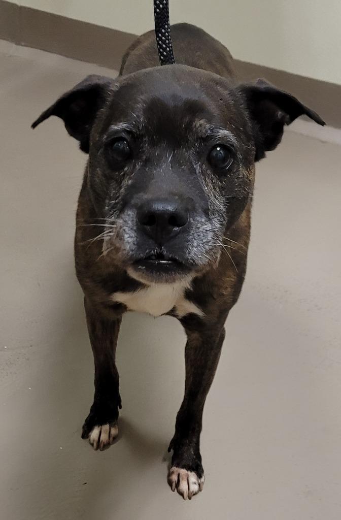 Leia *Sponsored Senior, Adoptable, Senior Female Boxer & Labrador Retriever.