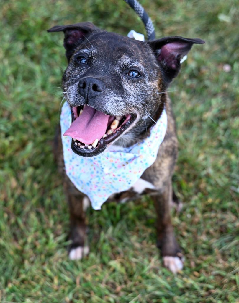 Enlarge Leia *Sponsored Senior, a Adoptable mixed breed in Christiansburg, VA image 2/3