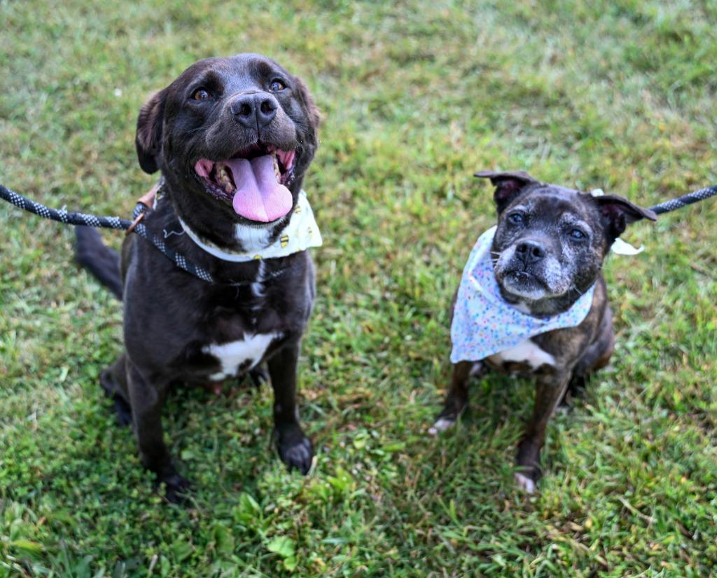 Enlarge Leia *Sponsored Senior, a Adoptable mixed breed in Christiansburg, VA image 3/3