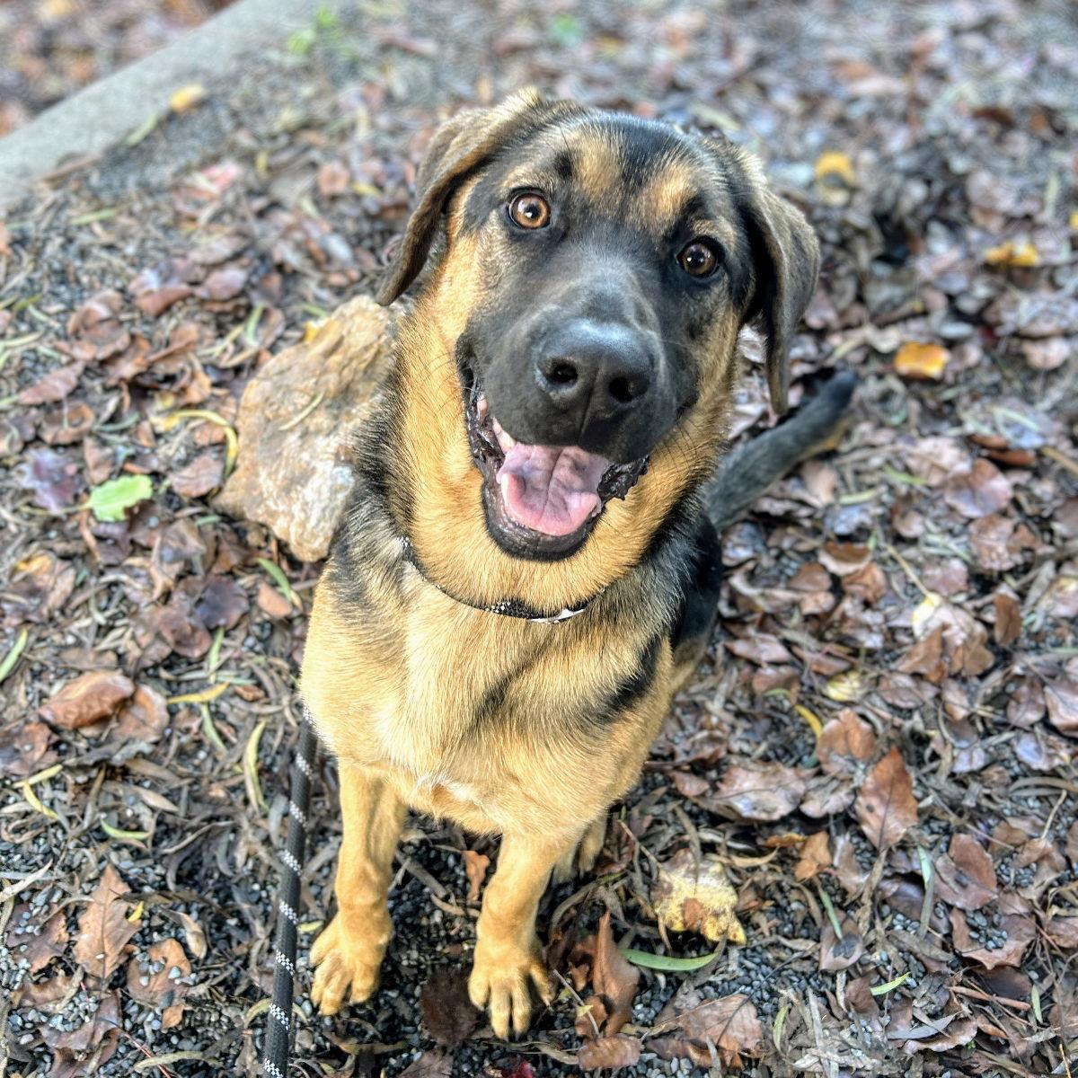 Enlarge Venice, a Adopted Shepherd in Oakland, CA image 1/3