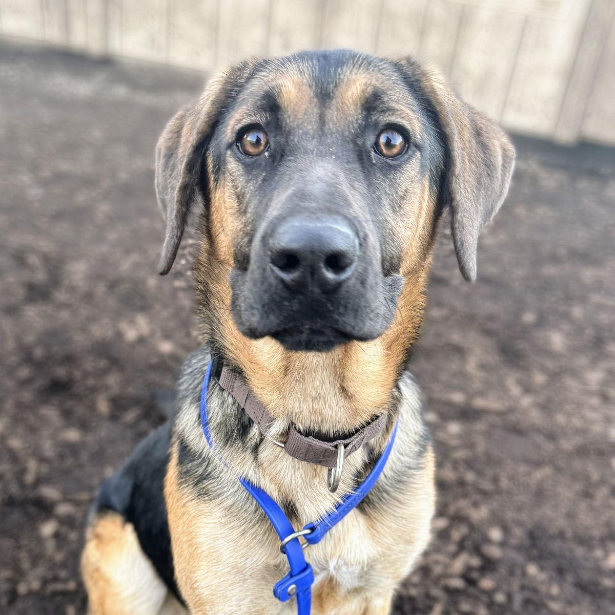 Enlarge Venice, a Adopted Shepherd in Oakland, CA image 2/3