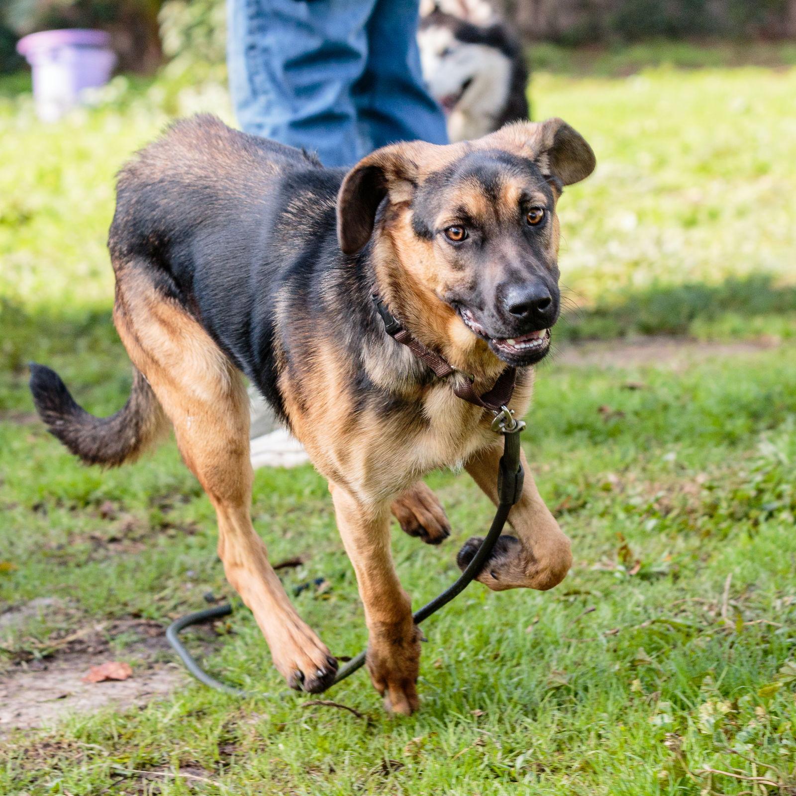 Enlarge Venice, a Adopted Shepherd in Oakland, CA image 3/3