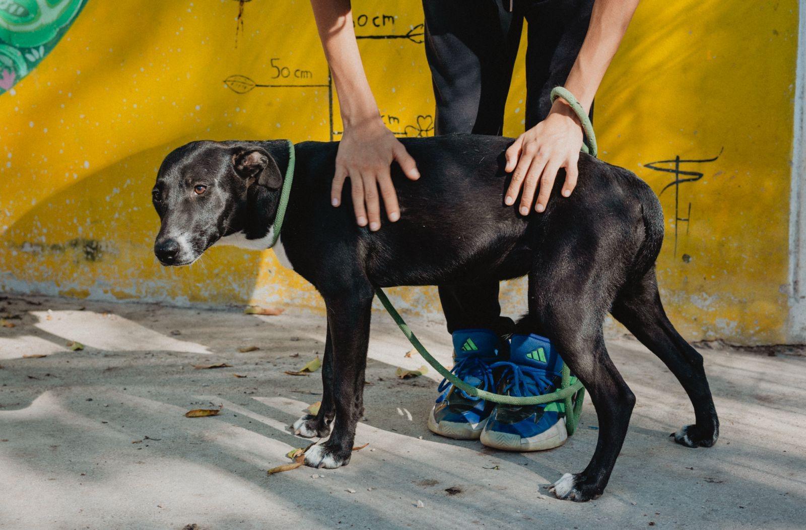 Enlarge Mae, a ADOPTABLE mixed breed in New York, NY image 6/6
