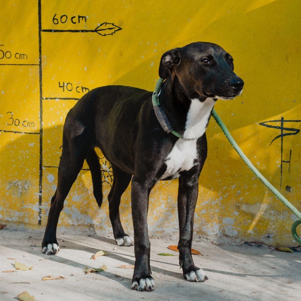 Mae, ADOPTABLE, Young Female Labrador Retriever & Whippet.