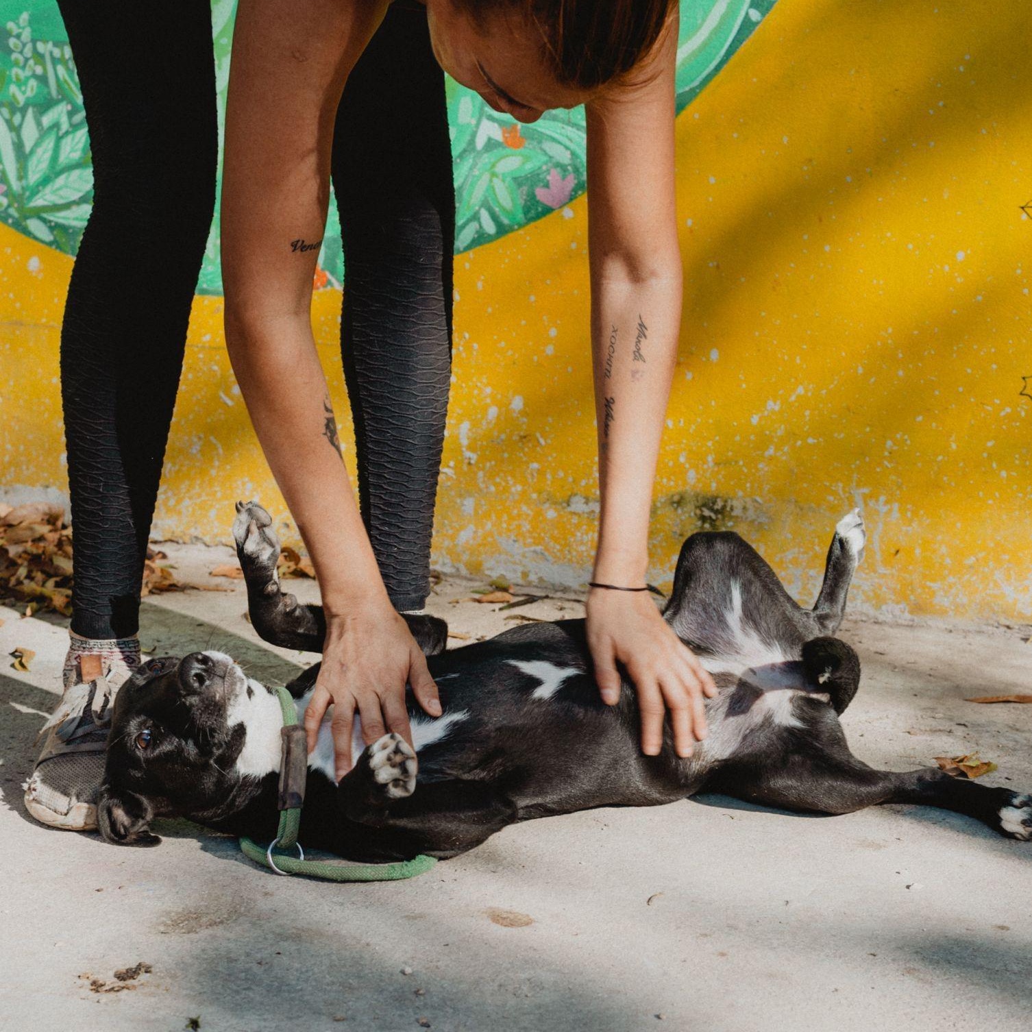 Enlarge Mae, a ADOPTABLE mixed breed in New York, NY image 3/6