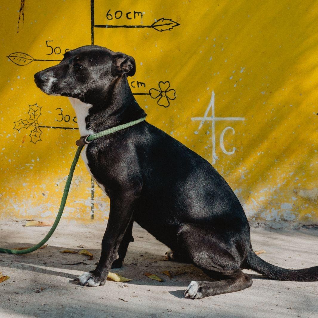 Enlarge Mae, a ADOPTABLE mixed breed in New York, NY image 4/6