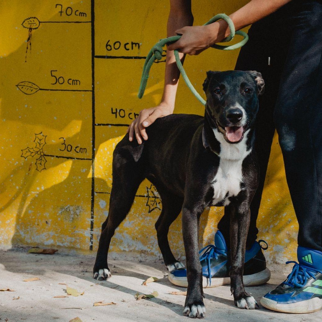 Enlarge Mae, a ADOPTABLE mixed breed in New York, NY image 5/6