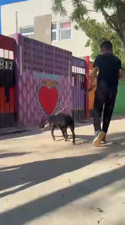 Enlarge Mae, a ADOPTABLE mixed breed in New York, NY video 2/6