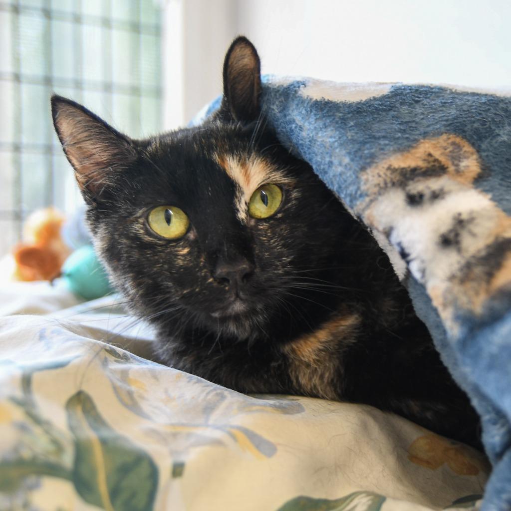 Biscuit, Adoptable, Young Female Domestic Short Hair.