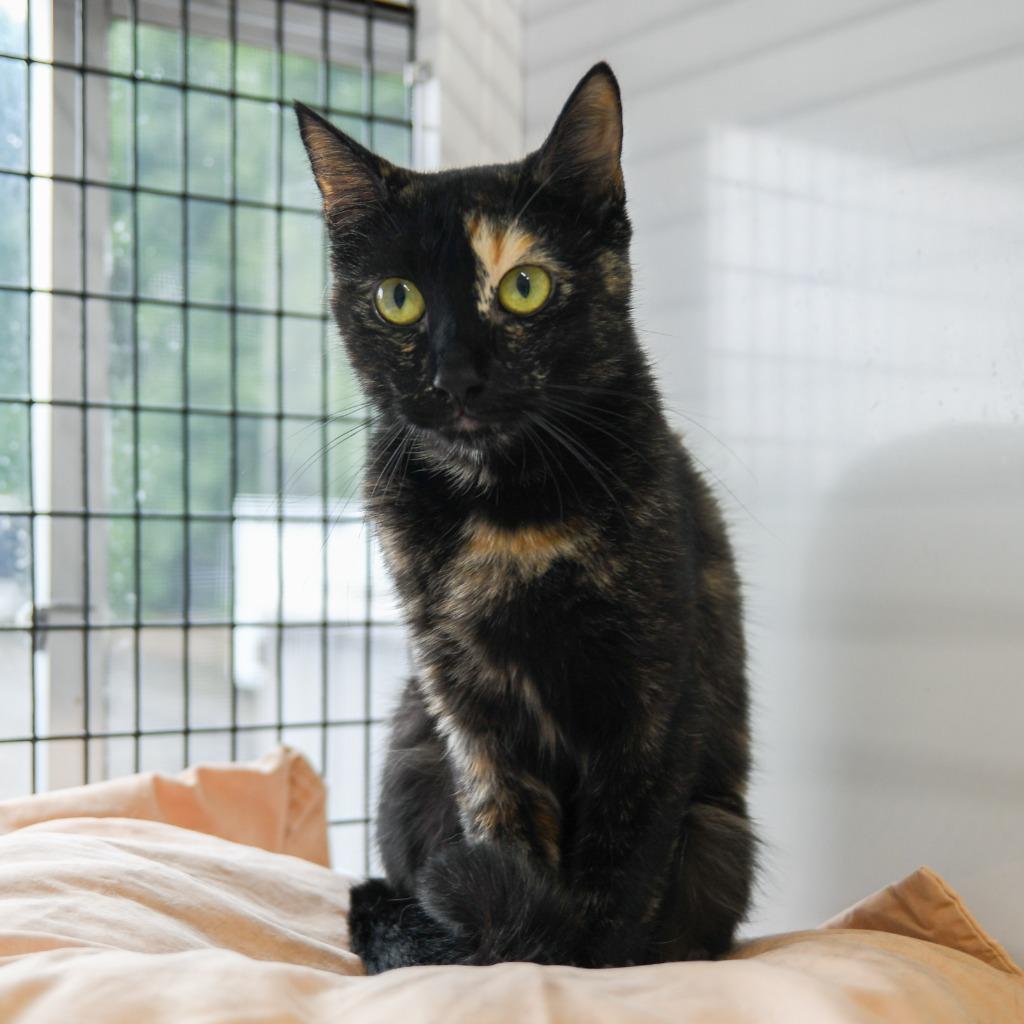 Enlarge Biscuit, a Adoptable mixed breed in Ewing, NJ image 2/4