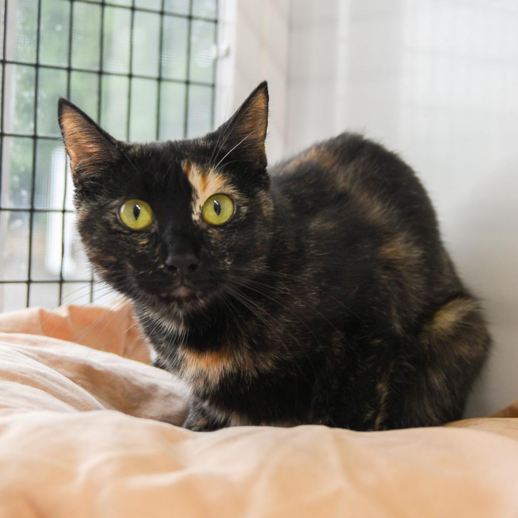 Enlarge Biscuit, a Adoptable mixed breed in Ewing, NJ image 4/4
