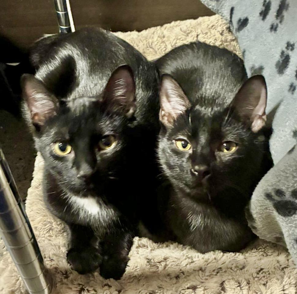 Angelo — thumbnail 2