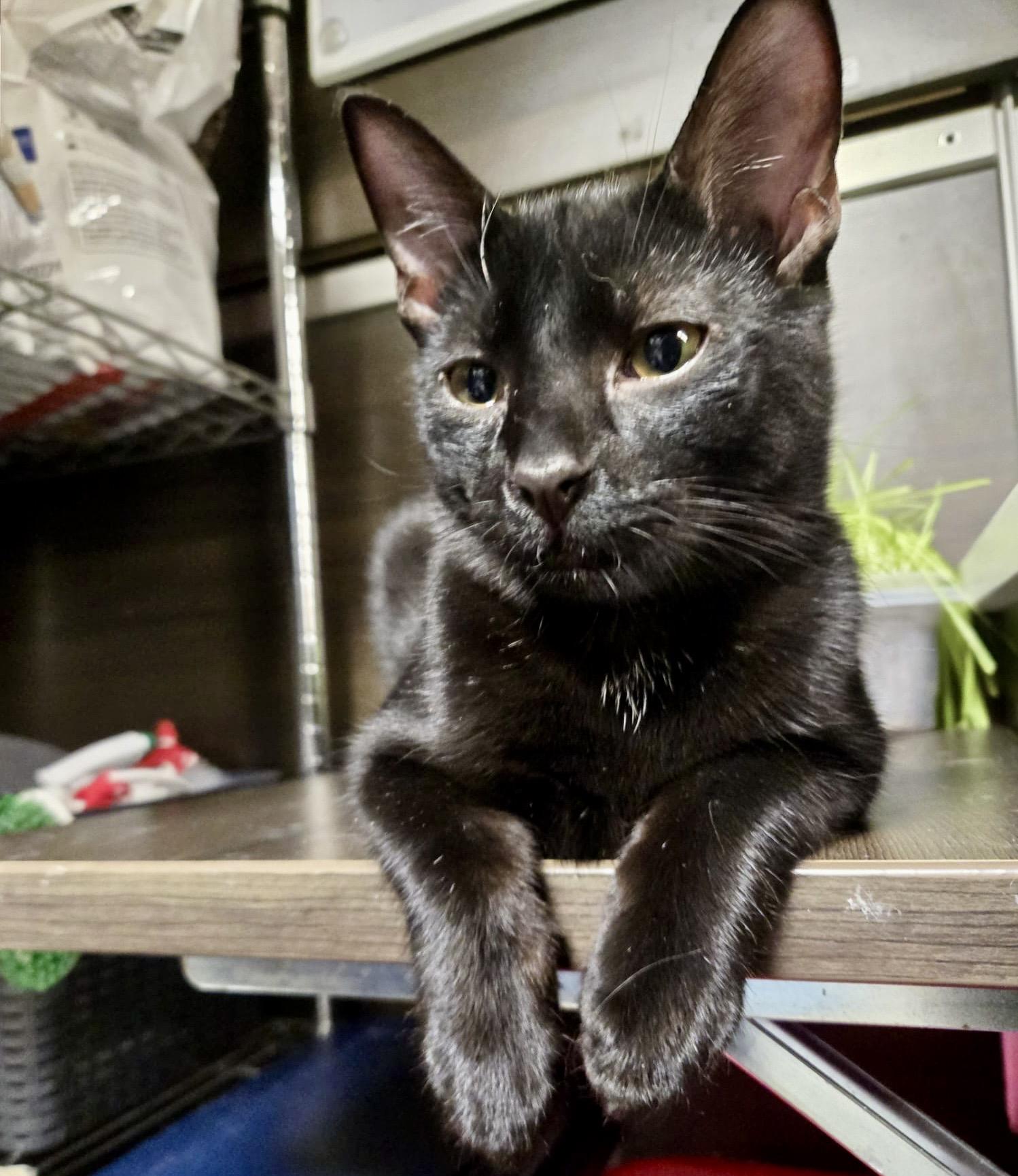 Angelo — thumbnail 3