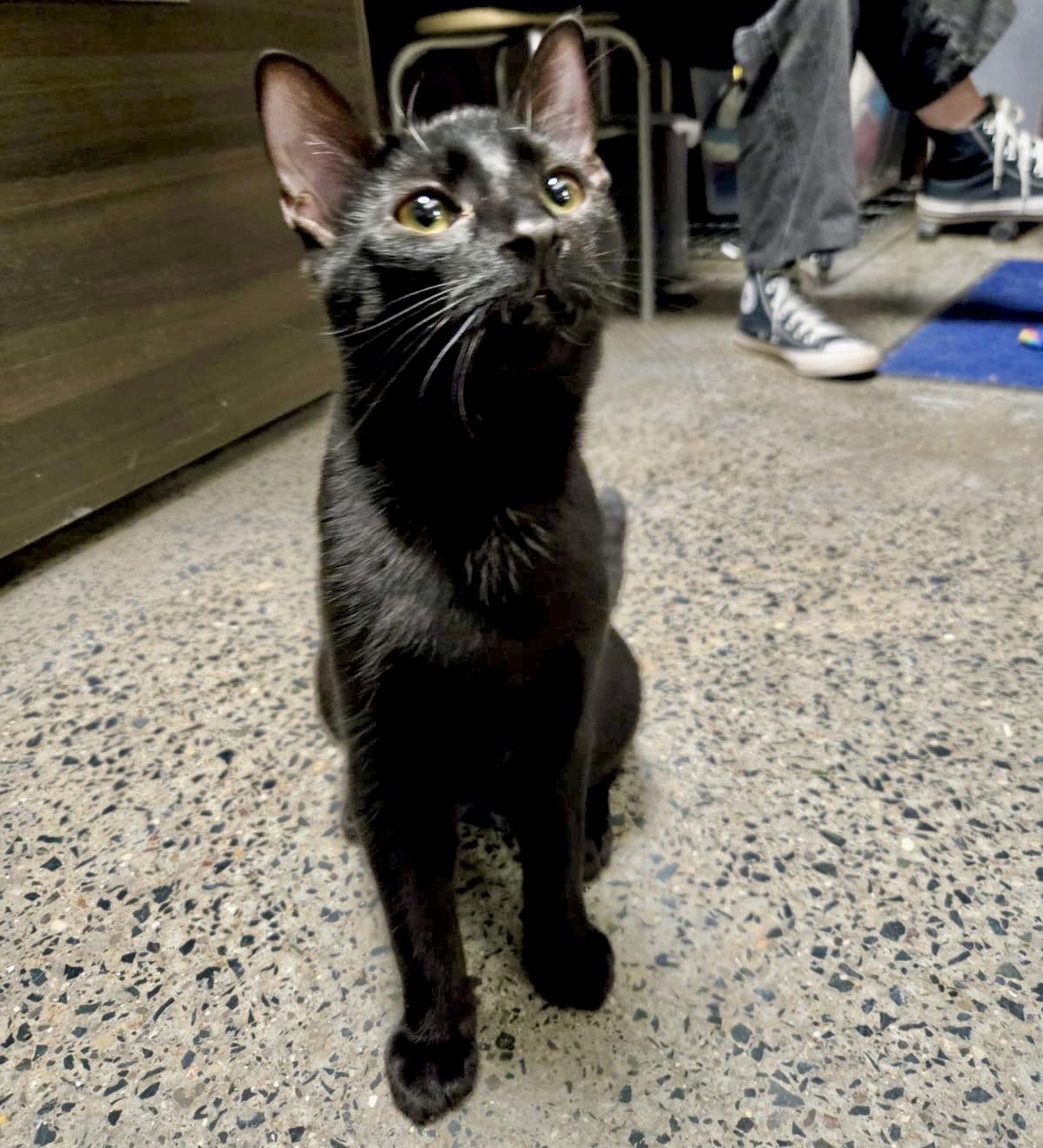 Angelo — thumbnail 4