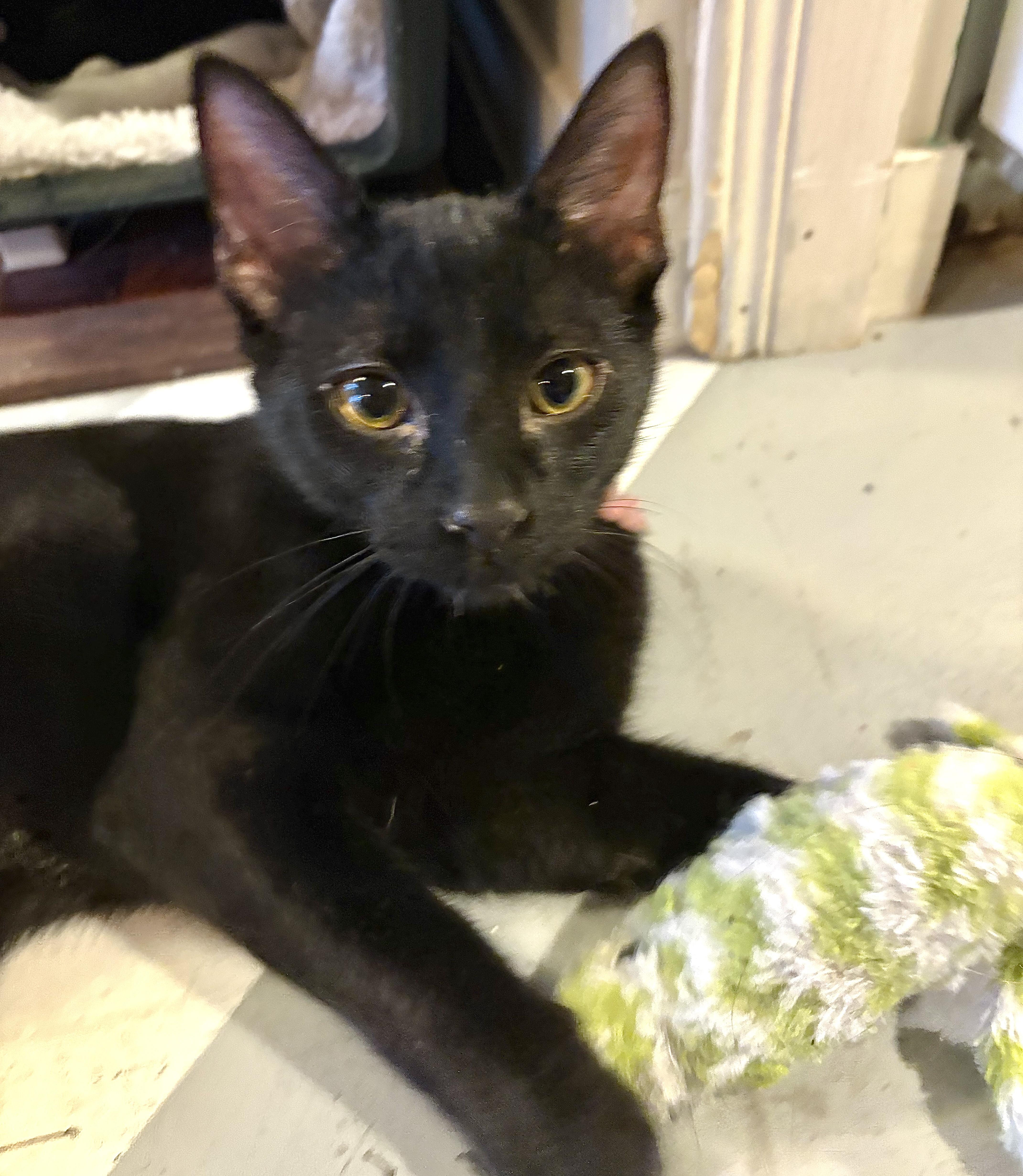 Angelo — thumbnail 5