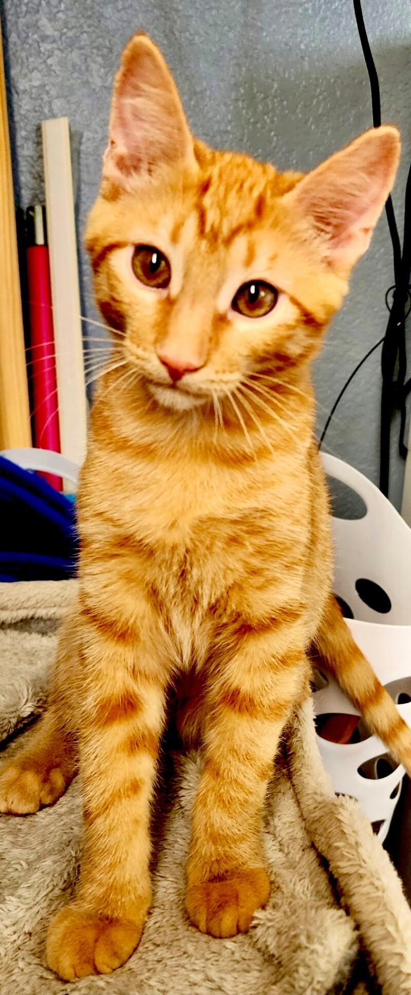 Charlie ⭐️PROMOTION⭐️ BONDED with Seth - Show Hosts, Adoptable, Young Male Tabby.