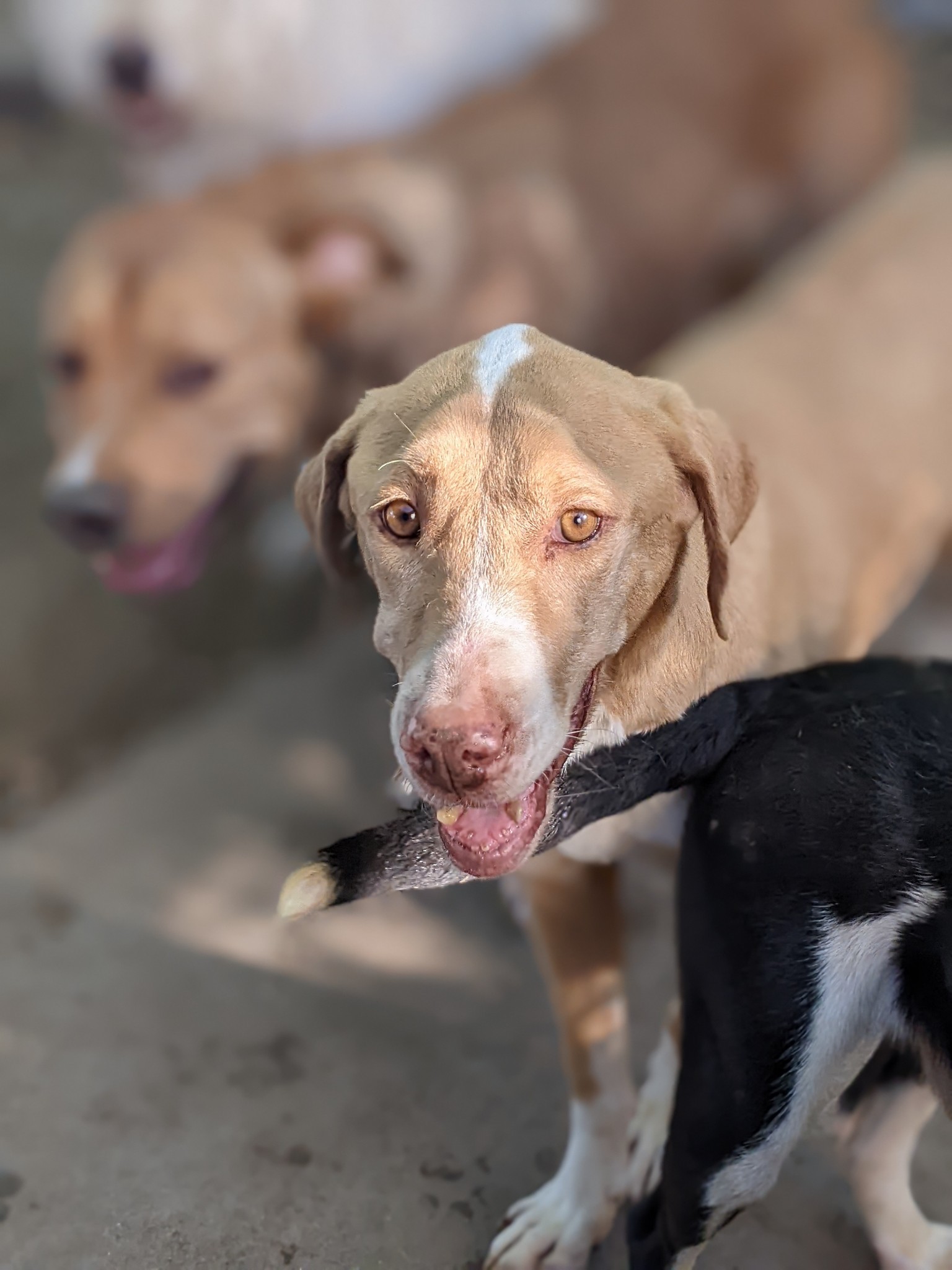 Enlarge Rachel, a Adoptable Labrador Retriever in Amarillo, TX image 1/1