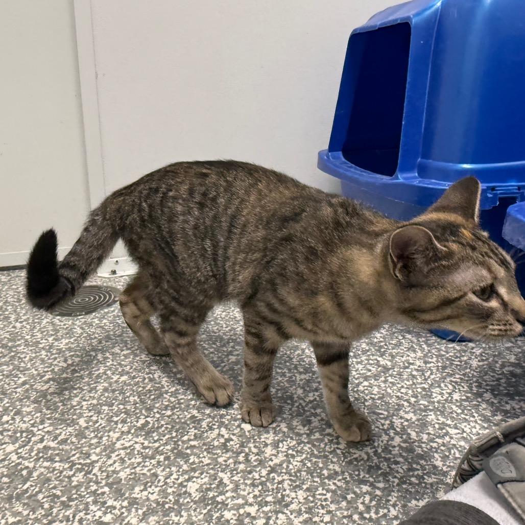 Enlarge Chelsea, a Adoptable Domestic Short Hair in Carroll, IA image 1/3