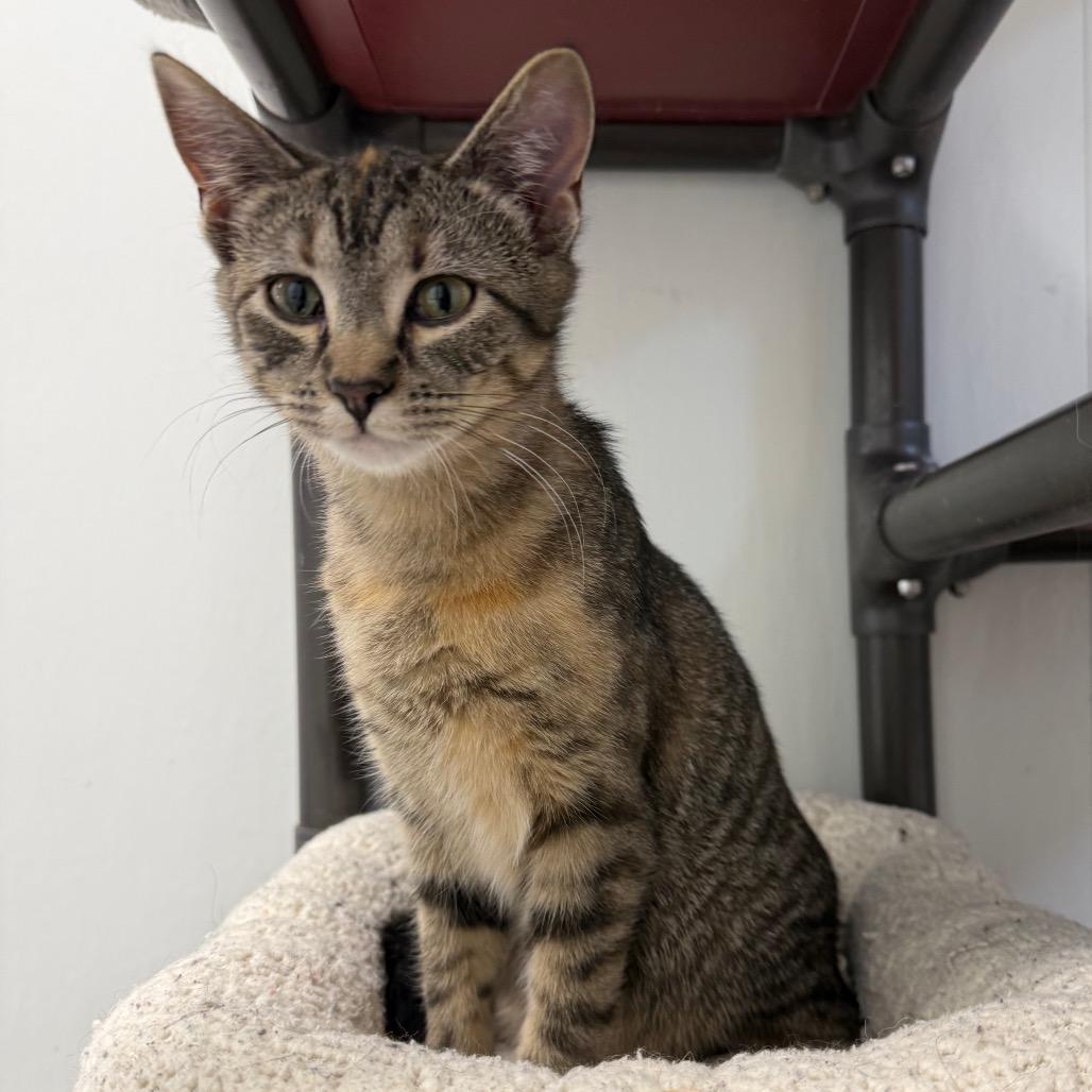 Enlarge Chelsea, a Adoptable Domestic Short Hair in Carroll, IA image 2/3