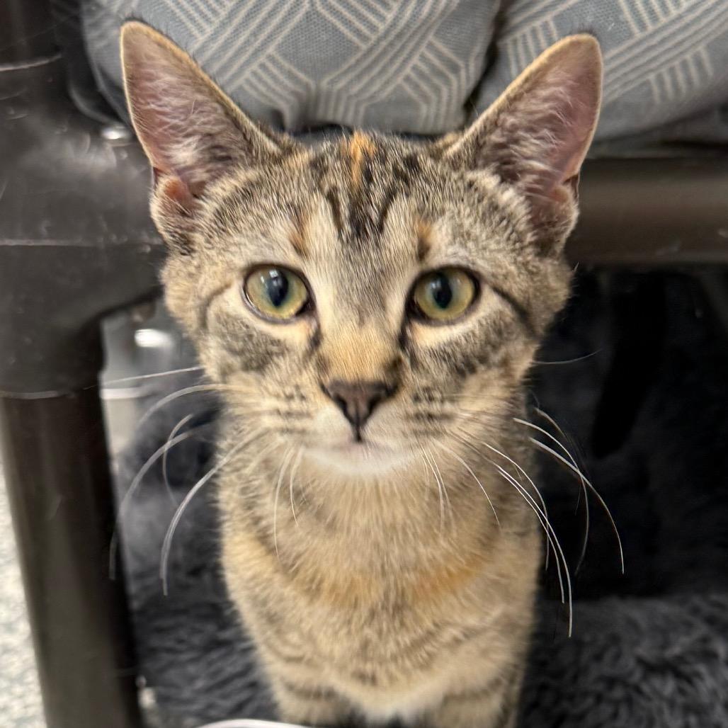 Enlarge Chelsea, a Adoptable Domestic Short Hair in Carroll, IA image 3/3