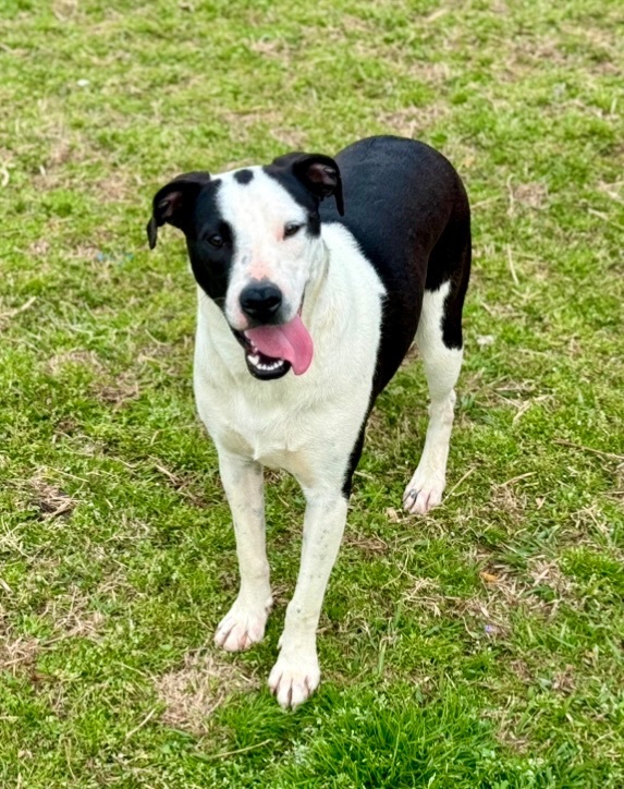 Dottie, Young Female Terrier