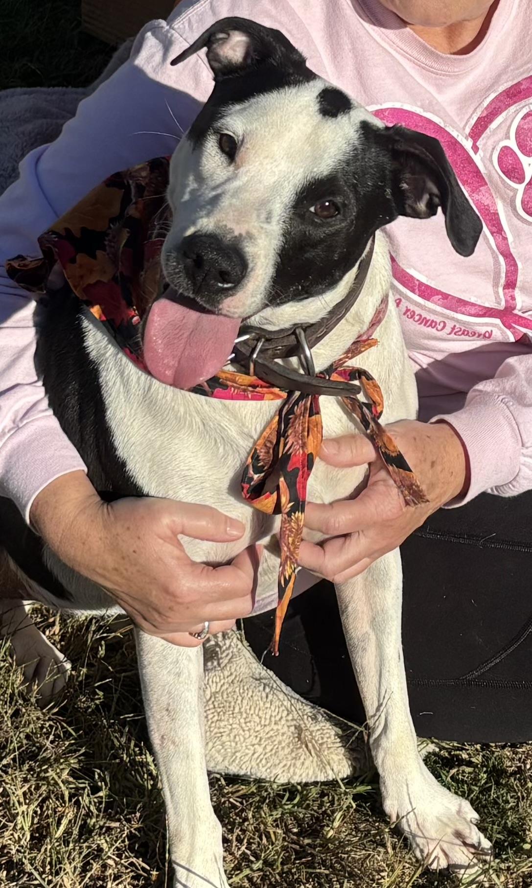 Enlarge Dottie *URGENT*, a Adoptable mixed breed in Conway, AR image 2/5