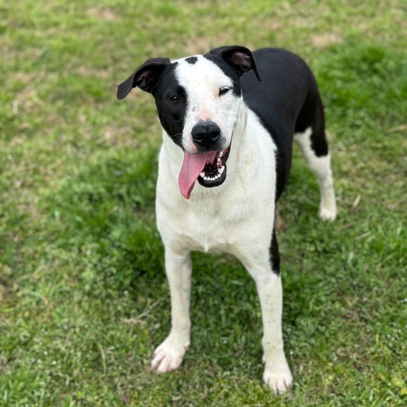 Enlarge Dottie *URGENT*, a Adoptable mixed breed in Conway, AR image 3/5