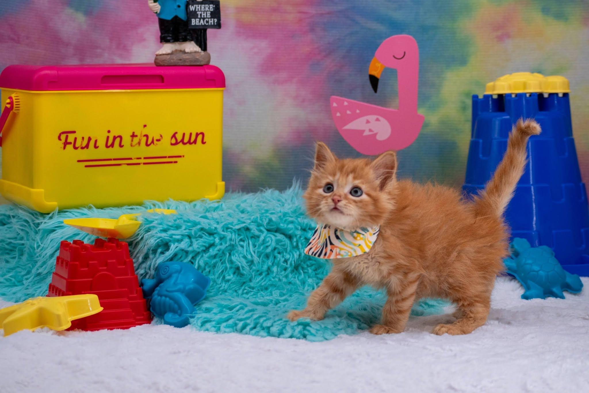 Malibu, an adopted Domestic Short Hair in Sevierville, TN image 2/4